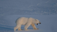 A male polar bear walks on the sea ice near glaciers in eastern Spitzbergen, in the Svalbard archipelago. (AFP)