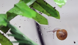 This photo taken on February 2, 2026, shows a greater Bermuda snail in a tank at Chester Zoo in Chester, north-west England. (Photo by Darren Staples / AFP)