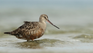Handout picture released by the Macaulay Library at the Cornell Lab of Ornithology, shows a Hudsonian Godwit on Minimoy Island in the Monomoy National Wildlife Refuge, Massachusetts, US on August 21, 2017. (Photo by Luke Seitz / Cornell Lab of Ornithology / AFP) /