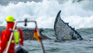 Members of the Institute of Terrestrial and Aquatic Wildlife Research (ITAW), monitor a stranded whale at the Timmendorfer Beach, northern Germany on March 23, 2026. (Photo by Jens Büttner / dpa / AFP) 