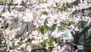 People eat and drink beneath cherry blossom trees at a park in Tokyo on March 30, 2026. Photo by Yuichi YAMAZAKI / AFP