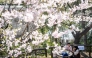 People eat and drink beneath cherry blossom trees at a park in Tokyo on March 30, 2026. Photo by Yuichi YAMAZAKI / AFP