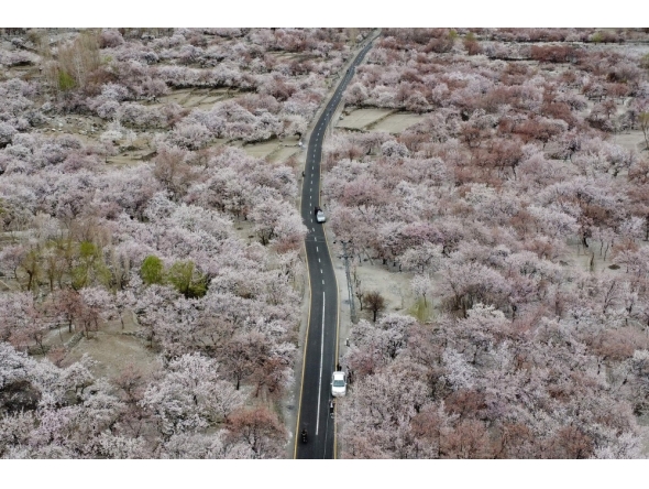 Commuters ride past apricot blossom trees at Ghanche district in Gilgit-Baltistan region on March 30, 2026. (Photo by Manzoor Balti / AFP)

