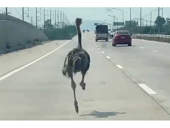 This frame grab from a handout video courtesy of Chairat Sompong taken and released on April 7, 2026 shows an ostrich running along a highway in Thailand's Chonburi province. (Photo by Handout / Courtesy of Chairat Sompong / AFP)