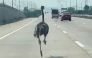This frame grab from a handout video courtesy of Chairat Sompong taken and released on April 7, 2026 shows an ostrich running along a highway in Thailand's Chonburi province. (Photo by Handout / Courtesy of Chairat Sompong / AFP)