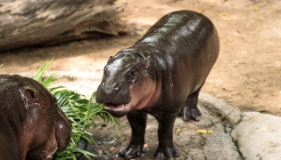 Moo Deng (R), a 1-year-old female pygmy hippo who became a viral internet sensation, eats birthday cake with her mother at Khao Kheow Open Zoo in Chonburi province on July 10, 2025. Photo by Chanakarn Laosarakham / AFP