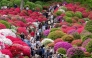 Visitors stroll through the grounds of Nezu Shrine during the annual Azalea Festival in Tokyo on April 14, 2026. (Photo by Kazuhiro NOGI / AFP)