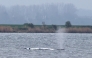 A stranded humpback whale, covered with white blankets to protect its skin, blows a fountain off the Baltic Sea coast at the island of Poel, near the small village of Weitendorf-Hof, northern Germany, on April 19, 2026. Photo by Danny GOHLKE / AFP