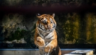 TOPSHOT-BANGLADESH-ENVIRONMENT-SUNDARBANS
This photograph taken on April 7, 2026 shows a Royal Bengal tiger cooling off from the heat inside the Bangladesh National Zoo in Dhaka.
(Photo by Munir UZ ZAMAN / AFP) 
