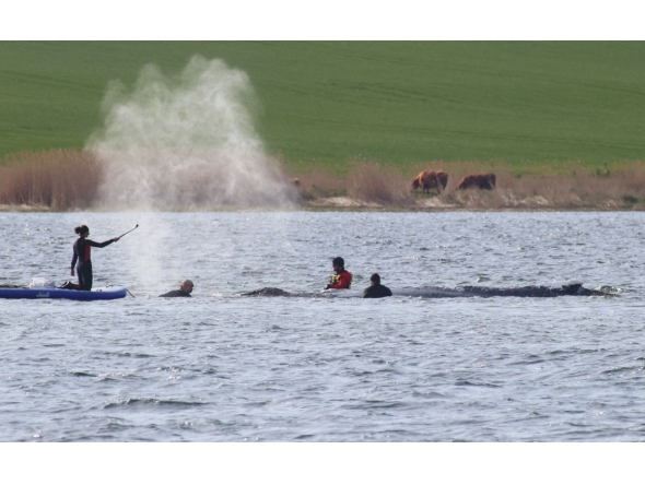 People stand close to a stranded humpback whale in the Wismarer Bucht bay of the Baltic Sea off the island of Poel, northern Germany, on April 27, 2026. Photo by Danny Gohlke / AFP