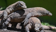 INDONESIA-JAPAN-ANIMAL-CONSERVATION-KOMODO DRAGON
Komodo dragons are seen in an enclosure at Surabaya Zoo in Surabaya on April 29, 2026.
(Photo by JUNI KRISWANTO / AFP)
