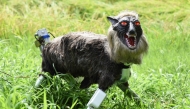 A wolf-like robot 