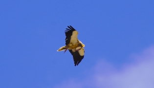 This file photo taken on September 12, 2024 shows an Egyptian vulture (Neophron percnopterus) flying over Gjirokaster, Albania. (Photo by Raimond Kola / AFP)