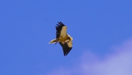 This file photo taken on September 12, 2024 shows an Egyptian vulture (Neophron percnopterus) flying over Gjirokaster, Albania. (Photo by Raimond Kola / AFP)
