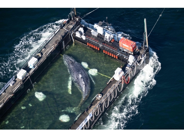 (Files) Aerial photo taken on April 29, 2026, shows the rescued humpback whale in a special barge along the Danish coastline enroute back to the North Sea after it beached on a sandbank near the city of Luebeck, in late March. (Photo by Philip Dulian / dpa / AFP) /