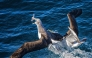 Two albatrosses fighting for food in the ocean