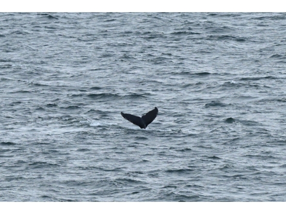 A whale dives at the Beagle channel near Ushuaia, Tierra del Fuego, Argentina at dawn on May 19, 2026. (Photo by Juan Mabromata / AFP)
 