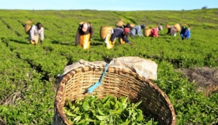 Workers pick tea leaves at plantation in Nandi Hills, Kenya. File photo for representational purposes.