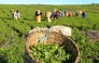 Workers pick tea leaves at plantation in Nandi Hills, Kenya. File photo for representational purposes.