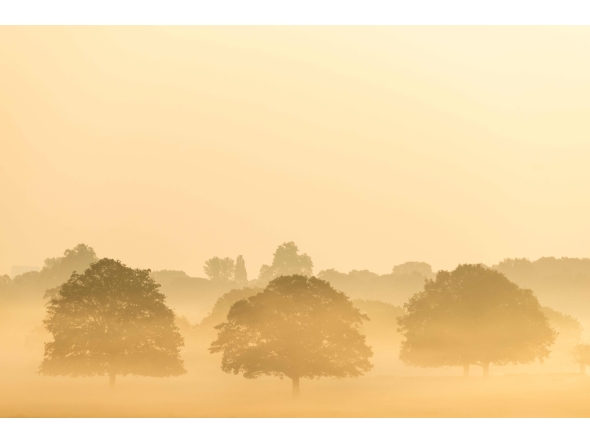 Trees are seen in the mist at sunrise in Richmond Park in west London on May 24, 2026, as temperatures increase to heatwave levels. (Photo by Brook Mitchell / AFP)