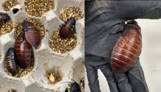 Some of the 100,000 contraband cockroaches. (Photo by Handout / Australian Department of Climate Change, Energy, Environment and Water / AFP)