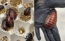 Some of the 100,000 contraband cockroaches. (Photo by Handout / Australian Department of Climate Change, Energy, Environment and Water / AFP)