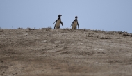 Humboldt penguins (Spheniscus humboldti) are seen at the Punta San Juan National Reserve in the Marcona district, Ica department, southern Peru on September 29, 2025. Photo by ERNESTO BENAVIDES / AFP