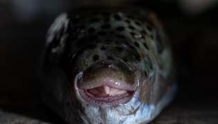 This photo shows a silver-cheeked pufferfish (Lagocephalus sceleratus) caught by a fisherman at the port of Ierapetra, on the island of Crete, on June 2, 2026. Photo by ANGELOS TZORTZINIS / AFP