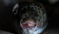 This photo shows a silver-cheeked pufferfish (Lagocephalus sceleratus) caught by a fisherman at the port of Ierapetra, on the island of Crete, on June 2, 2026. Photo by ANGELOS TZORTZINIS / AFP