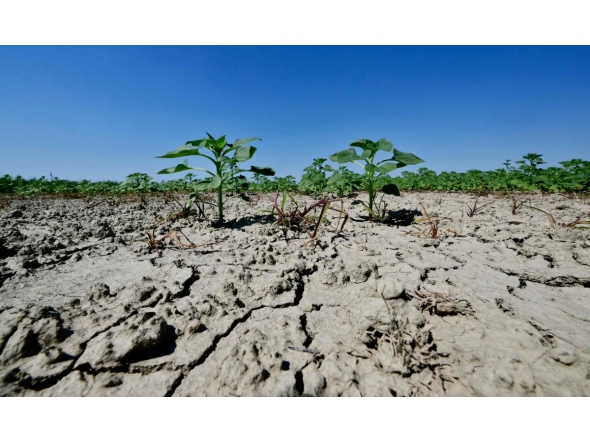 (FILES) This picture shows dry soil in a sunflower field near the Po River Delta at Scardovari, Italy, northeast Italy, on June 26, 2026. (Photo by Stefano RELLANDINI / AFP)