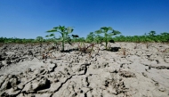 (FILES) This picture shows dry soil in a sunflower field near the Po River Delta at Scardovari, Italy, northeast Italy, on June 26, 2026. (Photo by Stefano RELLANDINI / AFP)