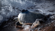 Sea turtles carrying GPS and sensors on their shells are collecting data that can make tropical cyclone forecasts more accurate. Photo by Rob Harcourt / UNSW