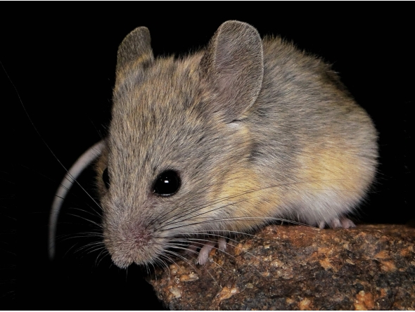 This undated handout photo obtained on July 9, 2026, from Marcial Quiroga-Carmona shows an Andean leaf-eared mouse. (Photo by Handout / Marcial Quiroga-Carmona / AFP)