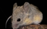 This undated handout photo obtained on July 9, 2026, from Marcial Quiroga-Carmona shows an Andean leaf-eared mouse. (Photo by Handout / Marcial Quiroga-Carmona / AFP)