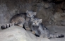 Pallas's cat kittens, a species considered to be the world's oldest living feline, are seen in their enclosure at Kobe Animal Kingdom in Kobe on July 27, 2026. (Photo by Paul Miller / AFP)