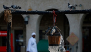 Pigeons cool off at a decorative water fountain in Doha on July 25, 2026. (Photo by KARIM JAAFAR / AFP)