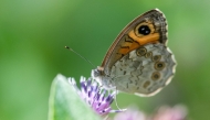 (FILES) This photograph shows a Wall Brown butterfly, a flying insect, drinking nectar from a flower with its proboscis at the Parc Floral in eastern Paris on July 29, 2025. (Photo by Martin LELIEVRE / AFP)