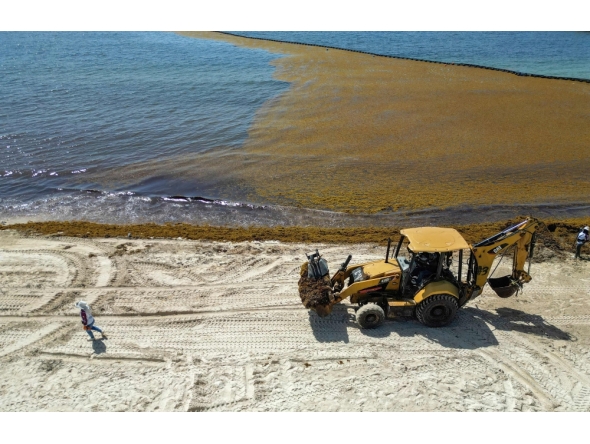 This aerial view shows a backhoe loader removing accumulated sargassum seaweed from the shoreline as a municipal worker walks along a beach in Playa del Carmen, Quintana Roo State, Mexico, on August 6, 2026. (Photo by Alfredo ESTRELLA / AFP)