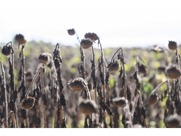 This picture shows a field of dry sunflowers in Bois-de-Cene, western France, on September 3, 2026. Photo by Loic VENANCE / AFP