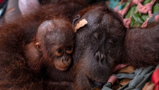 This handout photo taken on September 3, 2026 and obtained on September 5, 2026 from Yayasan Inisiasi Alam Rehabilitasi Indonesia (YIARI) and Indonesia's Ministry of Forestry shows a mother-and-baby orangutan pair being evacuated by officials due to forest and land fires in Sungai Awan Kiri village, in the Muara Pawan district of Ketapang, West Kalimantan. (Photo by Muffidz Maum / various sources / AFP) 