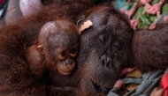 This handout photo taken on September 3, 2026 and obtained on September 5, 2026 from Yayasan Inisiasi Alam Rehabilitasi Indonesia (YIARI) and Indonesia's Ministry of Forestry shows a mother-and-baby orangutan pair being evacuated by officials due to forest and land fires in Sungai Awan Kiri village, in the Muara Pawan district of Ketapang, West Kalimantan. (Photo by Muffidz Maum / various sources / AFP) 
