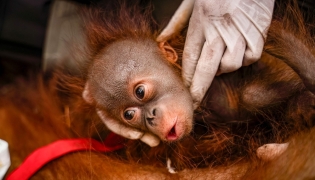 This handout picture taken on September 8, 2026 and released on September 10, 2026 by Indonesia's Ministry of Forestry and Yayasan Inisiasi Alam Rehabilitasi Indonesia (YIARI) shows a young orangutan during a rescue operation in Pemangkat village in West Kalimantan province. (Photo by Muffidz Ma'sum / YIARI / AFP)