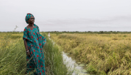 Mai Diop poses for a portrait next to her paddy field in Lampsar, on August 20, 2026.(Photo by Patrick Meinhardt / AFP)