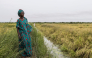 Mai Diop poses for a portrait next to her paddy field in Lampsar, on August 20, 2026.(Photo by Patrick Meinhardt / AFP)