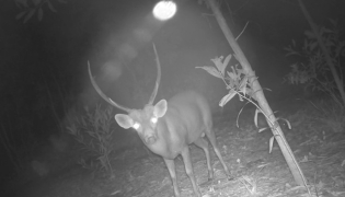 This undated photo shows a Hog Deer in Koh Kong province of Cambodia. (Cambodian Ministry of Environment/Handout via Xinhua)