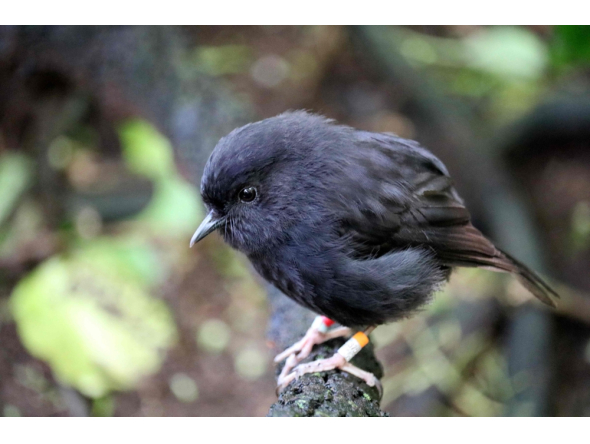 This handout photo taken by Calen Teague on October 28, 2024, and released by Royal Forest & Bird Society of New Zealand on September 21, 2026, shows the critically endangered black robin on a branch on Chatham Island. (Photo by Calen Teague / Royal Forest & Bird Society of New Zealand / AFP)