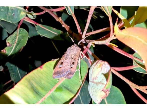 This picture taken on October 1, 2026 shows a Bogong moth among the leaves of a tree in Sydney. (Photo by David WILLIAMS / AFP)