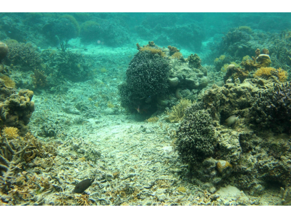 This picture taken on October 5, 2026, shows coral in the waters of the Naidiri Marine Biodiversity Park. (Photo by Saeed Khan / AFP)