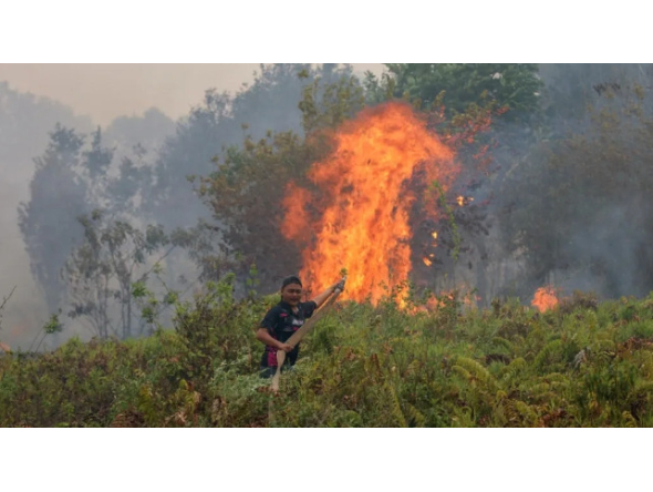 A firefighter extinguishing a fire at Sungai Tabuk village in Indonesia's Kalimantan Province on October 16 © MUDA SAGALA / AFP