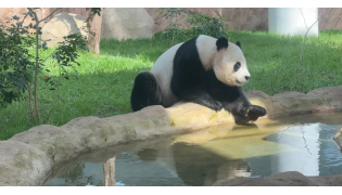 Panda House